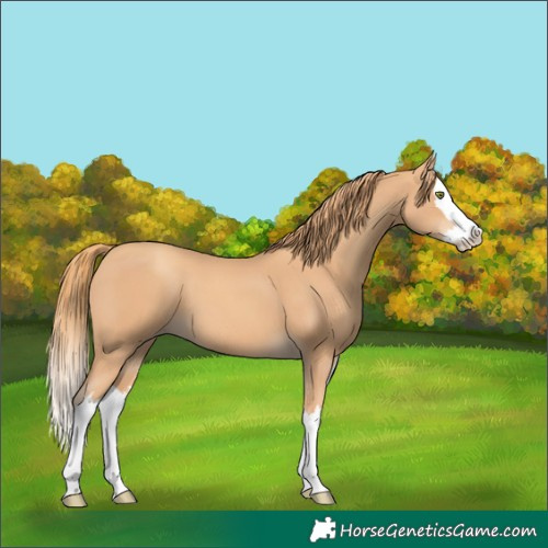 Horse Color:Gold Champagne Splash 