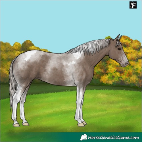 Horse Color:Silver Grullo Tobiano 