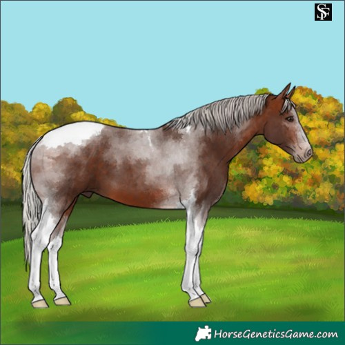 Horse Color:Silver Brown Tobiano 
