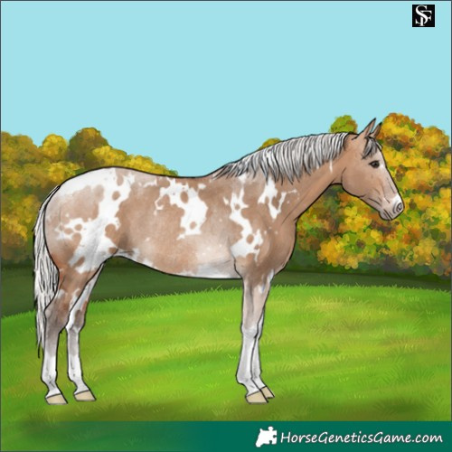 Horse Color:White Spotted Silver Brown Dun Tobiano Rabicano 