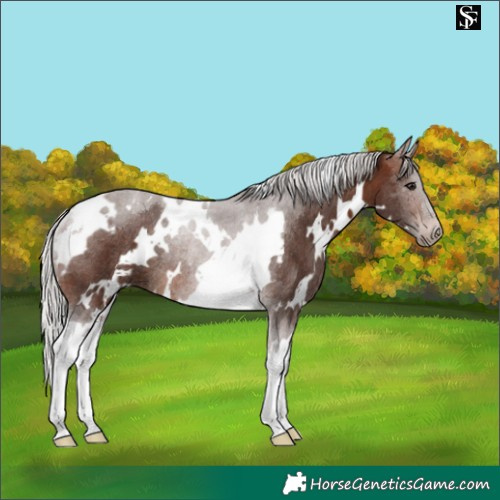 Horse Color:White Spotted Silver Brown Tobiano Rabicano 