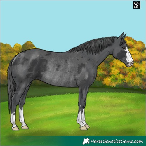 Horse Color:Black Merle Rabicano 