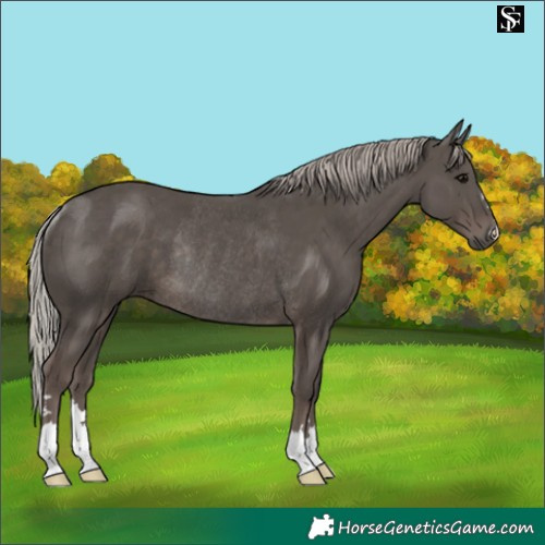 Horse Color:Silver Black Rabicano 