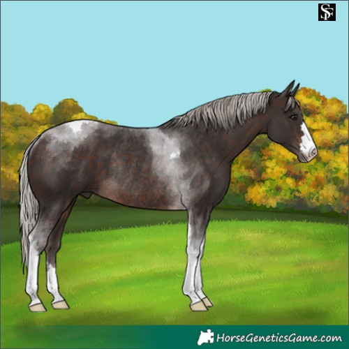 Horse Color:Silver Brown Tobiano Rabicano 