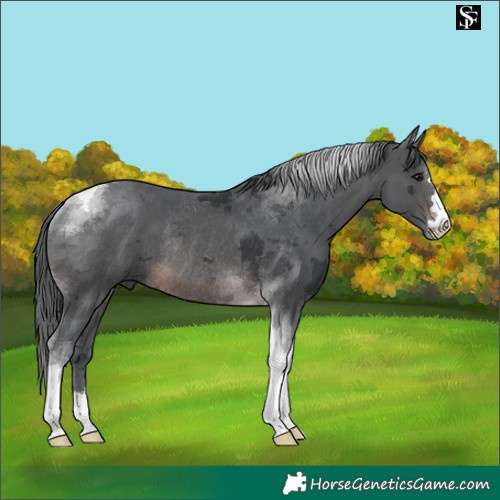 Horse Color:Brown Merle Tobiano Rabicano 