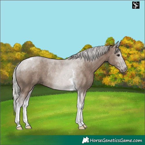 Horse Color:Silver Grullo Tobiano Rabicano 
