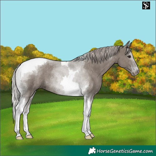 Horse Color:Silver Grullo Tobiano Rabicano 