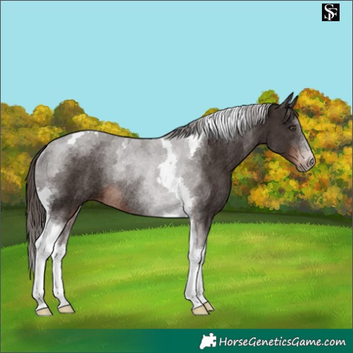 Horse Color:Liver Chestnut Tobiano Rabicano 