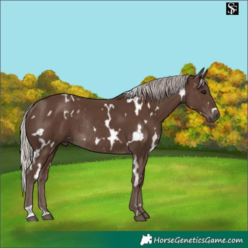 Horse Color:White Spotted Silver Black Rabicano 