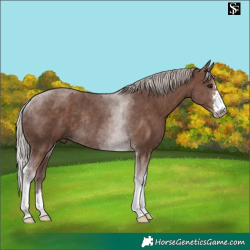 Horse Color:Silver Black Tobiano Rabicano