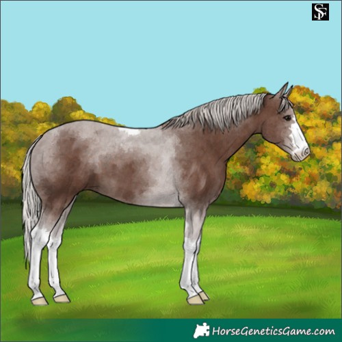 Horse Color:Silver Black Tobiano 