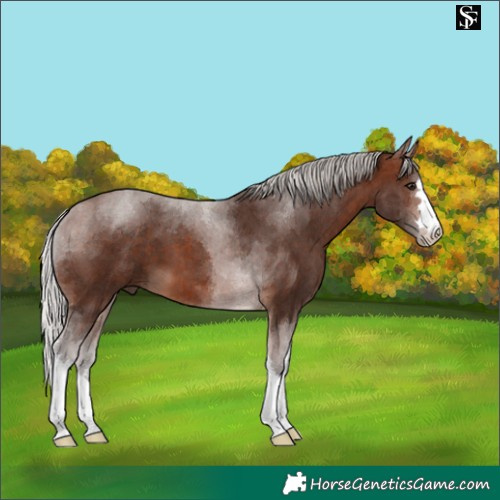 Horse Color:Silver Brown Tobiano 
