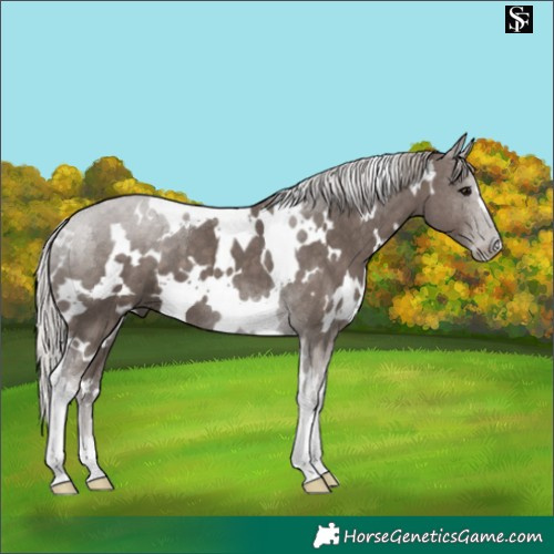 Horse Color:White Spotted Silver Black Tobiano 