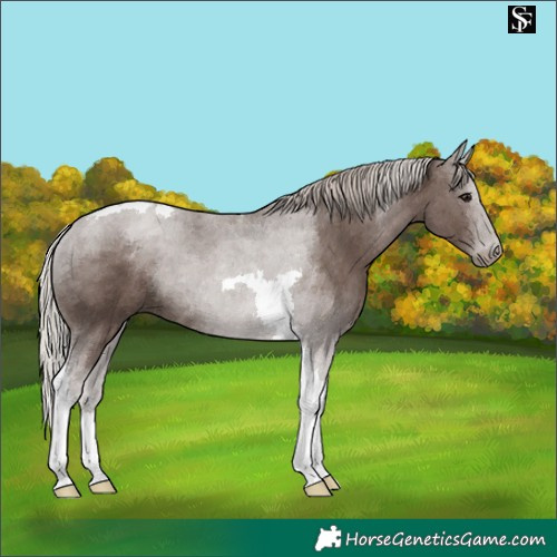 Horse Color:Silver Black Tobiano 