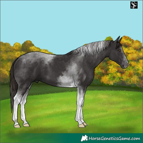Horse Color:Liver Chestnut Tobiano 