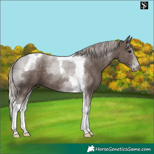 Horse Color:Silver Black Tobiano 