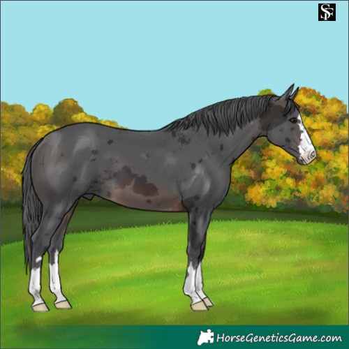 Horse Color:Brown Merle 
