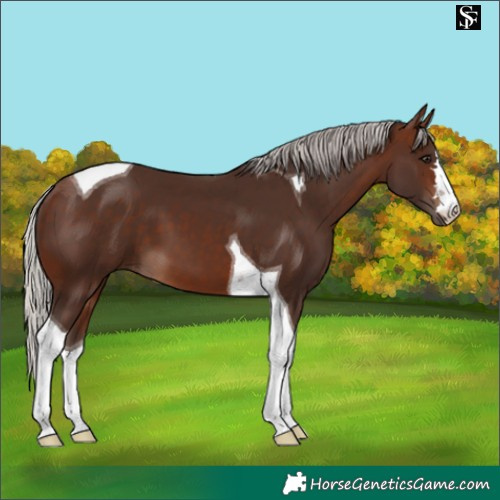 Horse Color:Silver Brown Tobiano 