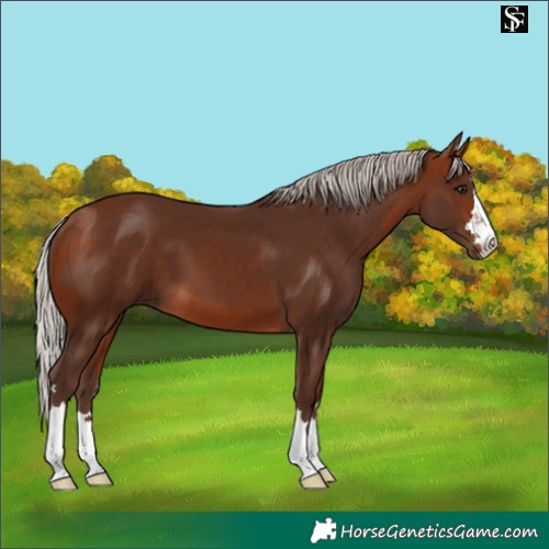 Horse Color:Silver Bay 
