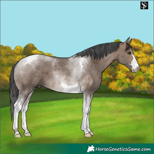 Horse Color:Brown Dun Merle Tobiano 