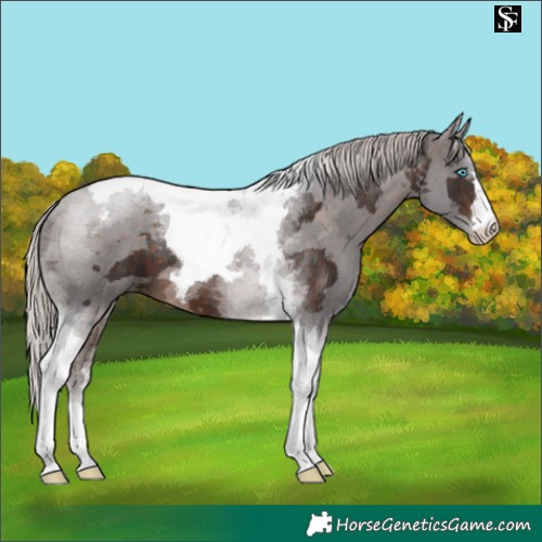 Horse Color:Silver Brown Merle Tobiano 