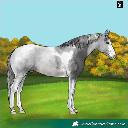 Horse Color:Brown Merle Tobiano 
