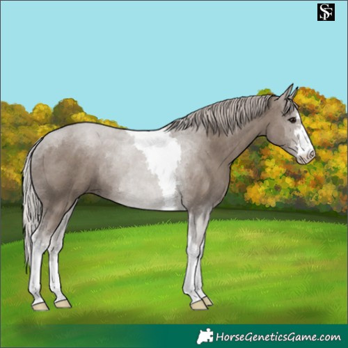 Horse Color:Silver Grullo Tobiano 