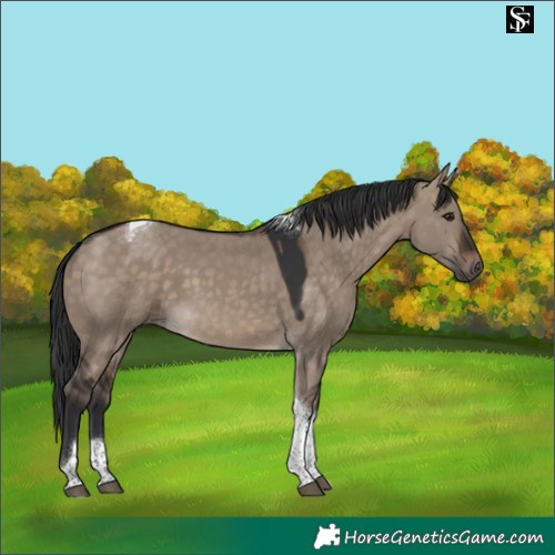 Horse Color:Brown Dun Tobiano 