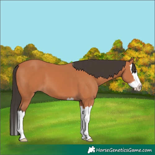Horse Color:Bay Splash 