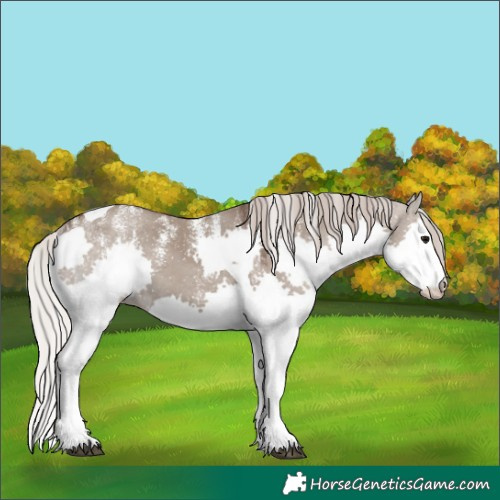 Horse Color:Powder White Silver Grullo Splash Tobiano