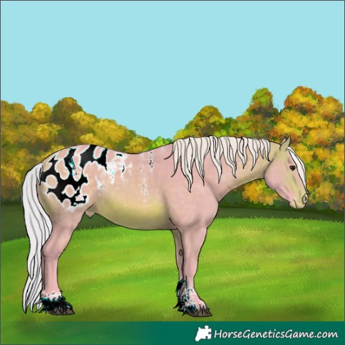 Horse Color:Powder White Watercolor Silver Brown Appaloosa 