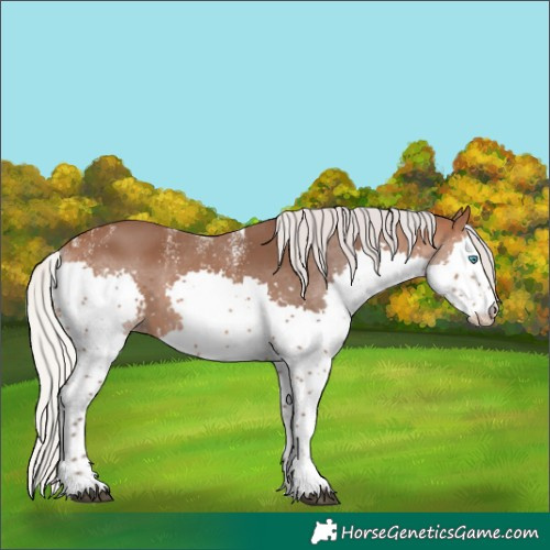 Horse Color:Powder White Silver Brown Sabino Splash Appaloosa