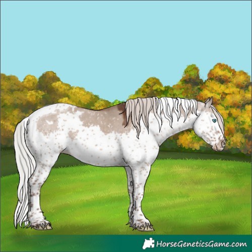 Horse Color:White Spotted Silver Grullo Splash Tobiano Snowflake Varnish
