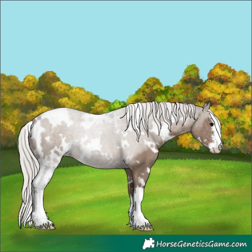 Horse Color:White Spotted Silver Grullo Sabino 
