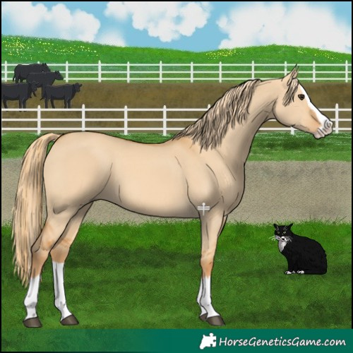Horse Color:Red Dun Splash