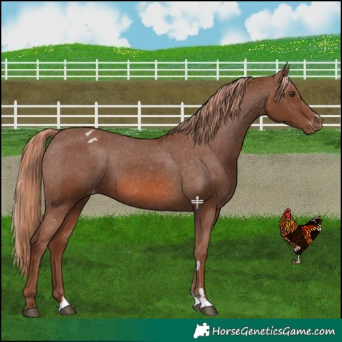 Horse Color:Chestnut Varnish