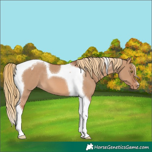 Horse Color:Red Dun Tobiano Appaloosa 
