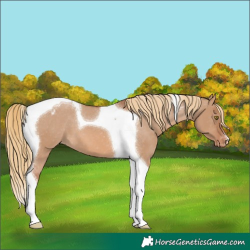 Horse Color:Red Dun Tobiano Varnish