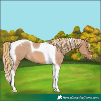Horse Color:Red Dun Tobiano Varnish