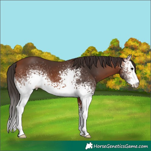 Horse Color:White Spotted Bay 