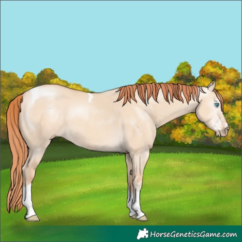 Horse Color:Gray Perlino Dun Sabino Tobiano 