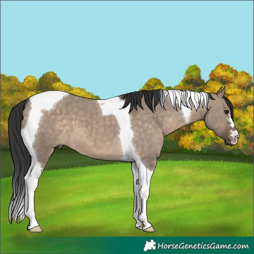 Horse Color:Brown Dun Tobiano