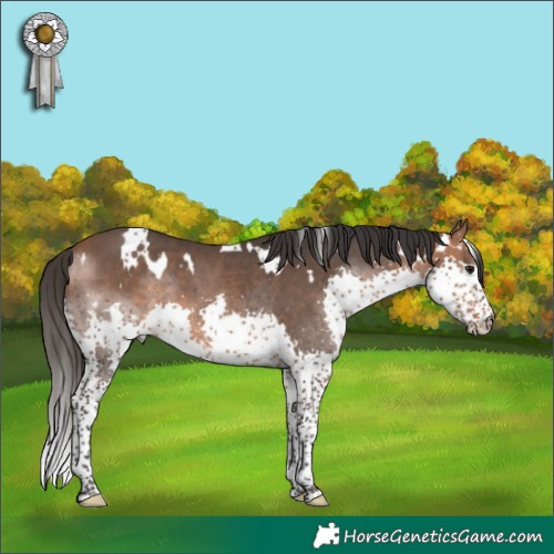 Horse Color:White Spotted Bay Splash 