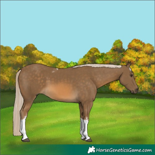 Horse Color:White Spotted Chocolate Palomino Tobiano
