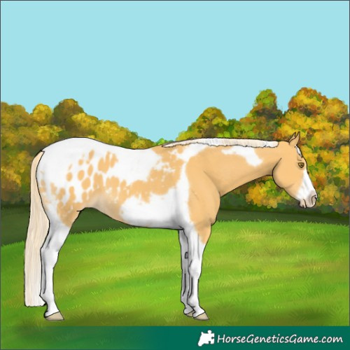 Horse Color:Palomino Tobiano Frame Appaloosa 