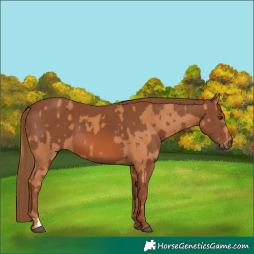 Horse Color:Chestnut  and Chestnut 