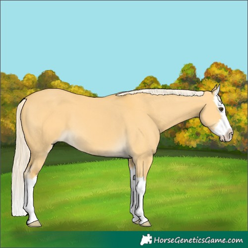 Horse Color:Palomino Dun Splash 