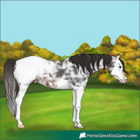 Horse Color:Brown Ice Splash Appaloosa
