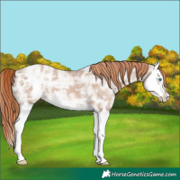 Horse Color:Red Dun Ice Splash Appaloosa