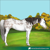 Horse Color:Bay Ice Splash 